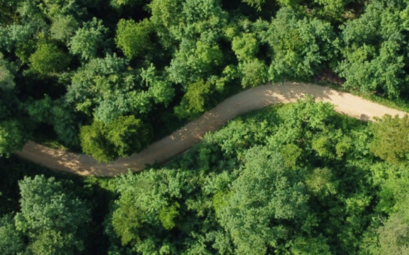 A sandy road winding snake-like into a forest.